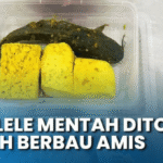 Viral Menu MBG Lele Mentah: Fakta dan Klarifikasi Lengkap