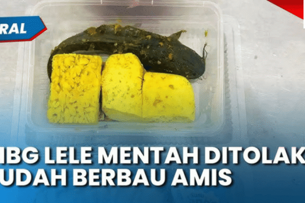 Viral Menu MBG Lele Mentah: Fakta dan Klarifikasi Lengkap