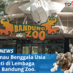 Harimau Benggala di Bandung Zoo: Konfirmasi Kematian Anak Harimau HURU dan HARA