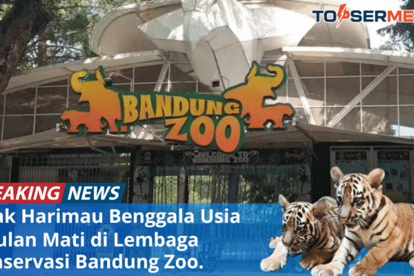 Harimau Benggala di Bandung Zoo: Konfirmasi Kematian Anak Harimau HURU dan HARA