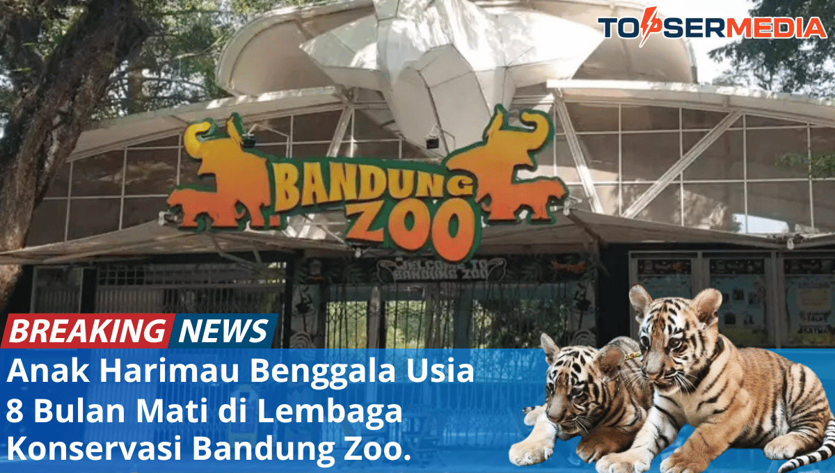Harimau Benggala di Bandung Zoo: Konfirmasi Kematian Anak Harimau HURU dan HARA